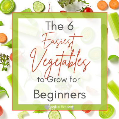 easy vegetables to grow for beginners